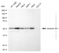 KD-Validated Anti-Annexin A11 Mouse Monoclonal Antibody