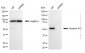 KD-Validated Anti-Annexin A11 Mouse Monoclonal Antibody