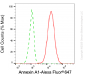 KD-Validated Anti-Annexin A1 Mouse Monoclonal Antibody