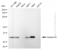 KD-Validated Anti-Annexin A1 Mouse Monoclonal Antibody