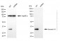 KD-Validated Anti-Annexin A1 Mouse Monoclonal Antibody