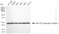KD-Validated Anti-ARHGDIA Mouse Monoclonal Antibody