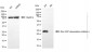 KD-Validated Anti-ARHGDIA Mouse Monoclonal Antibody