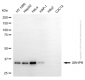 KD-Validated Anti-GRHPR Mouse Monoclonal Antibody