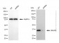 KD-Validated Anti-GRHPR Mouse Monoclonal Antibody