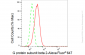 KD-Validated Anti-G protein subunit beta 2 Rabbit Monoclonal Antibody
