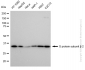 KD-Validated Anti-G protein subunit beta 2 Rabbit Monoclonal Antibody
