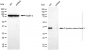KD-Validated Anti-G protein subunit beta 2 Rabbit Monoclonal Antibody