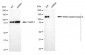 KD-Validated Anti-NIMA Related Kinase 9 Mouse Monoclonal Antibody