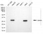 KD-Validated Anti-Latexin Mouse Monoclonal Antibody
