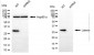 KD-Validated Anti-Latexin Mouse Monoclonal Antibody