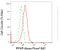 KD-Validated Anti-PFKP Mouse Monoclonal Antibody