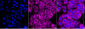 KD-Validated Anti-PFKP Mouse Monoclonal Antibody