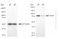 KD-Validated Anti-PFKP Mouse Monoclonal Antibody