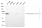 KD-Validated Anti-Diacylglycerol Kinase Alpha Mouse Monoclonal Antibody