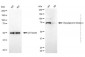 KD-Validated Anti-Diacylglycerol Kinase Alpha Mouse Monoclonal Antibody