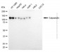 KD-Validated Anti-Calpastatin Mouse Monoclonal Antibody