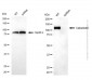 KD-Validated Anti-Calpastatin Mouse Monoclonal Antibody