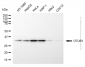 KD-Validated Anti-OTUB1 Mouse Monoclonal Antibody