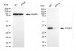 KD-Validated Anti-OTUB1 Mouse Monoclonal Antibody