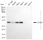KD-Validated Anti-OTUB1 Mouse Monoclonal Antibody