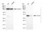 KD-Validated Anti-OTUB1 Mouse Monoclonal Antibody