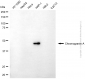 KD-Validated Anti-Chromogranin A Mouse Monoclonal Antibody