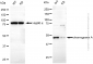 KD-Validated Anti-Chromogranin A Mouse Monoclonal Antibody