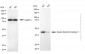KD-Validated Anti-SERPINB1 Mouse Monoclonal Antibody