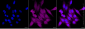 KD-Validated Anti-SERPINB1 Mouse Monoclonal Antibody