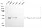 KD-Validated Anti-SERPINB1 Mouse Monoclonal Antibody