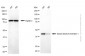 KD-Validated Anti-SERPINB1 Mouse Monoclonal Antibody