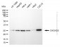 KD-Validated Anti-CHCHD3 Mouse Monoclonal Antibody