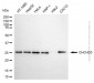 KD-Validated Anti-CHCHD3 Mouse Monoclonal Antibody