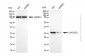 KD-Validated Anti-CHCHD3 Mouse Monoclonal Antibody
