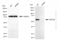 KD-Validated Anti-RAD23B Mouse Monoclonal Antibody
