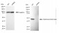 KD-Validated Anti-Argininosuccinate Lyase Mouse Monoclonal Antibody