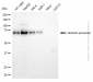 KD-Validated Anti-Granulin Precursor Mouse Monoclonal Antibody
