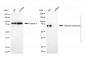 KD-Validated Anti-Granulin Precursor Mouse Monoclonal Antibody