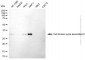 KD-Validated Anti-CDCA8 Mouse Monoclonal Antibody