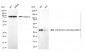 KD-Validated Anti-CDCA8 Mouse Monoclonal Antibody