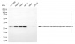 KD-Validated Anti-ETFA Mouse Monoclonal Antibody
