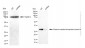 KD-Validated Anti-ETFA Mouse Monoclonal Antibody