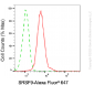 KD-Validated Anti-SRSF9 Mouse Monoclonal Antibody