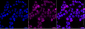 KD-Validated Anti-SRSF9 Mouse Monoclonal Antibody