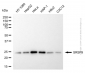 KD-Validated Anti-SRSF9 Mouse Monoclonal Antibody