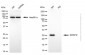 KD-Validated Anti-SRSF9 Mouse Monoclonal Antibody