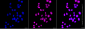 KD-Validated Anti-HNRNPA0 Mouse Monoclonal Antibody