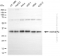 KD-Validated Anti-HNRNPA0 Mouse Monoclonal Antibody