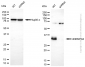 KD-Validated Anti-HNRNPA0 Mouse Monoclonal Antibody
